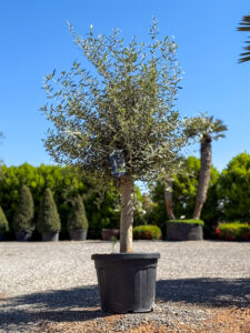 Olivo Intensivo 45 lt