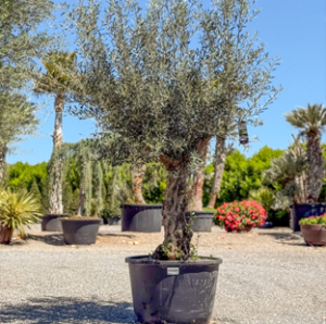 Olea-Europea-Pata-cat