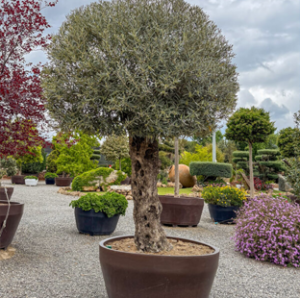 Olea Europea Maceta Jumbo