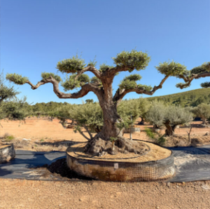 Olea-europea-Macro-Bonsai