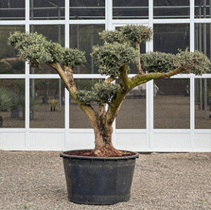 Oleea-europea-bonsai-cat