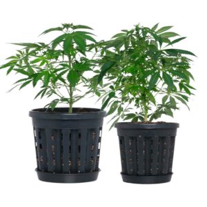 xr:d:DAFniRGOdBs:6,j:1757925067840334116,t:23070301